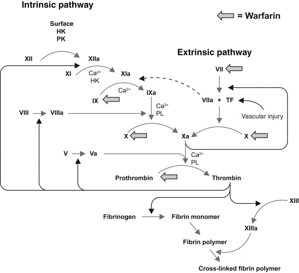 Source: Lin (2005): Disruption of the coagulation cascade by warfarin.