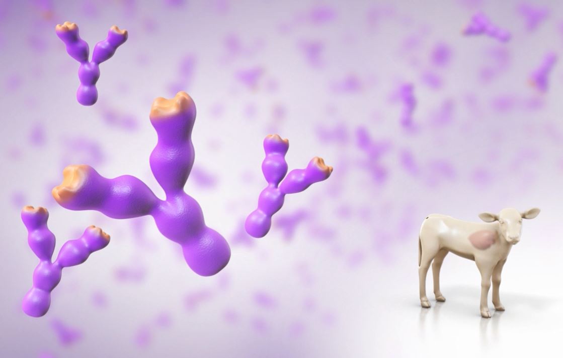 3D Calf Transparent 3D Calf Transparent