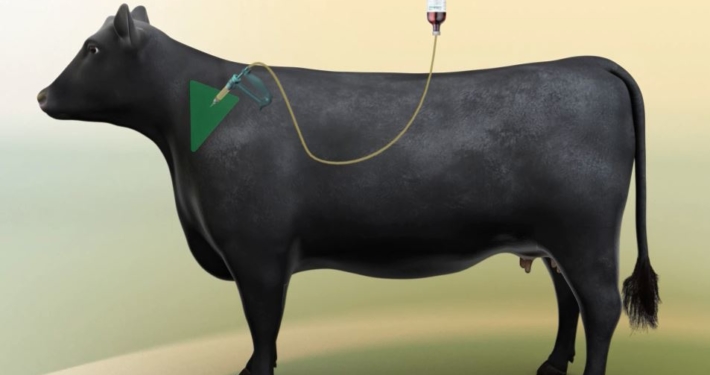 3D Model Cattle 3D Model Cattle