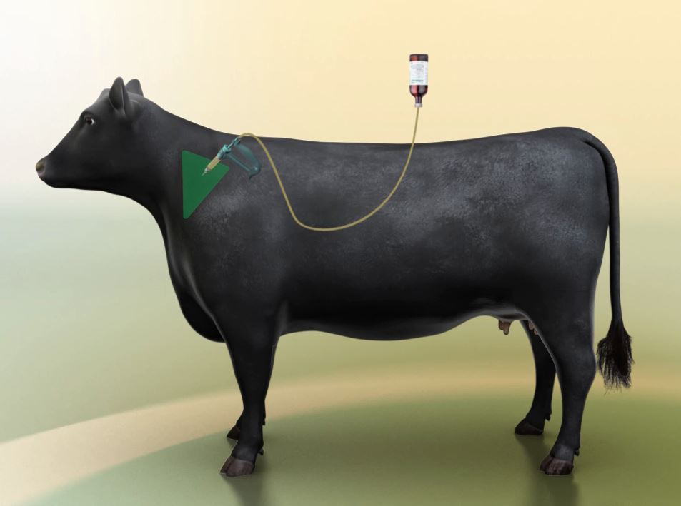 3D Model Cattle 3D Model Cattle