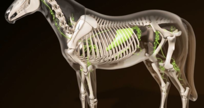 3D Model Horse 3D Model Horse