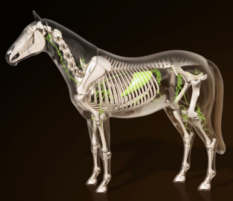 3D Model Horse 3D Model Horse