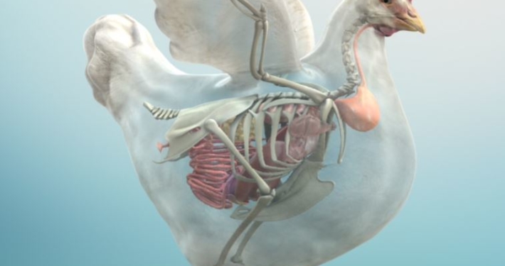 3D Model Layer Transparent 3D Model Layer Transparent