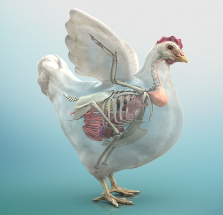 3D Model Layer Transparent 3D Model Layer Transparent