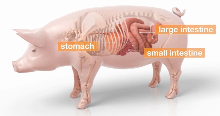 3D Model Swine Transparent 3D Model Swine Transparent