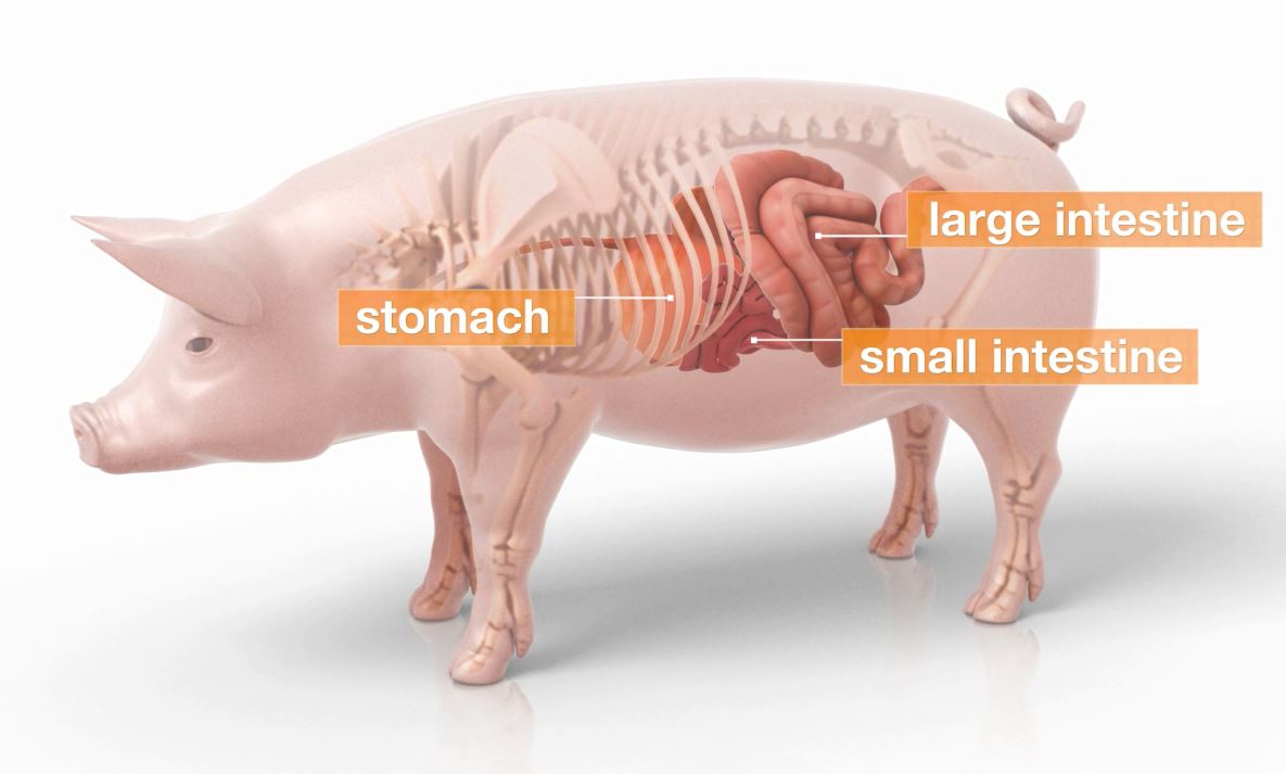 3D Model Swine Transparent 3D Model Swine Transparent