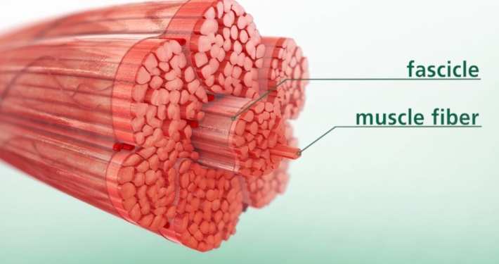 3D Muscle Swine 3D Muscle Swine