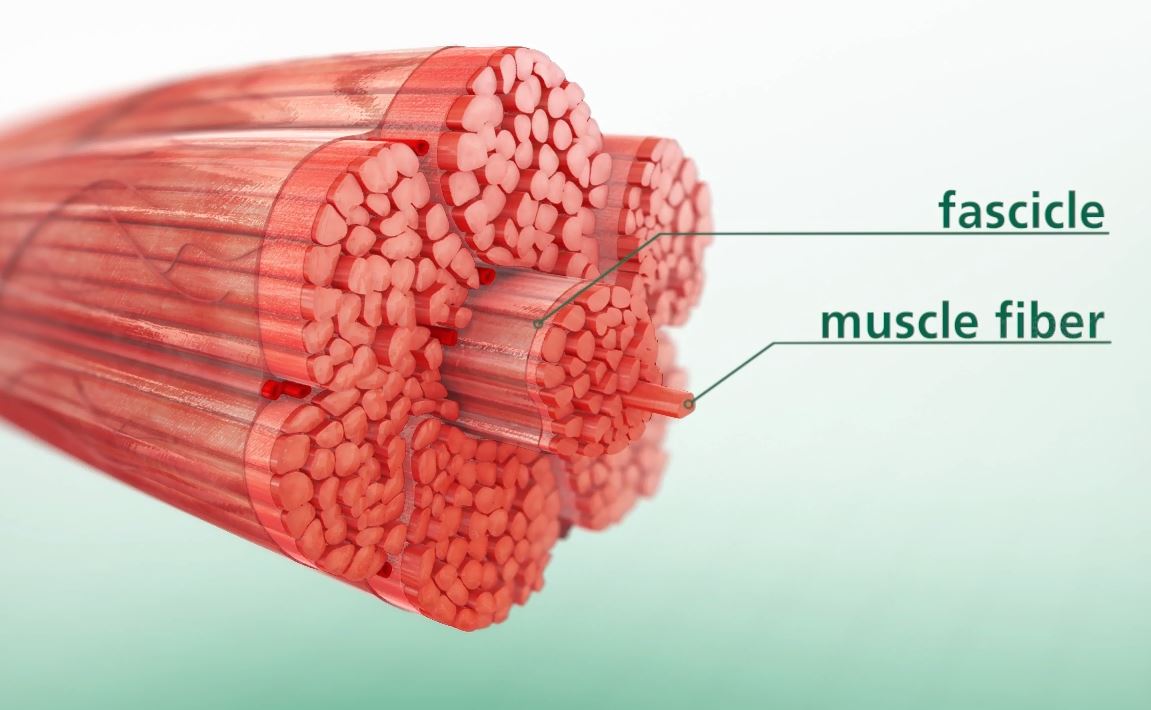 3D Muscle Swine 3D Muscle Swine