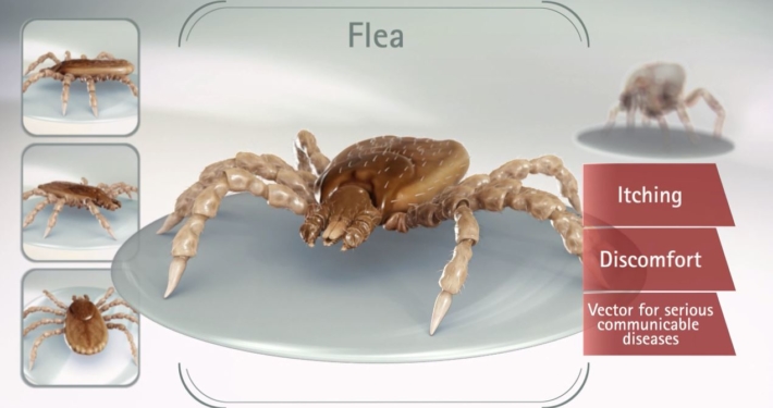 3D Parasite 3D Parasite