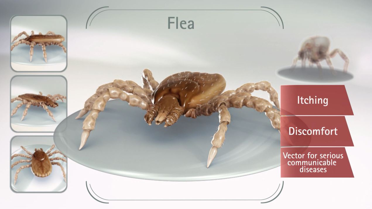 3D Parasite 3D Parasite