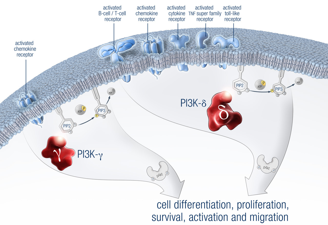 BCR_Pathway