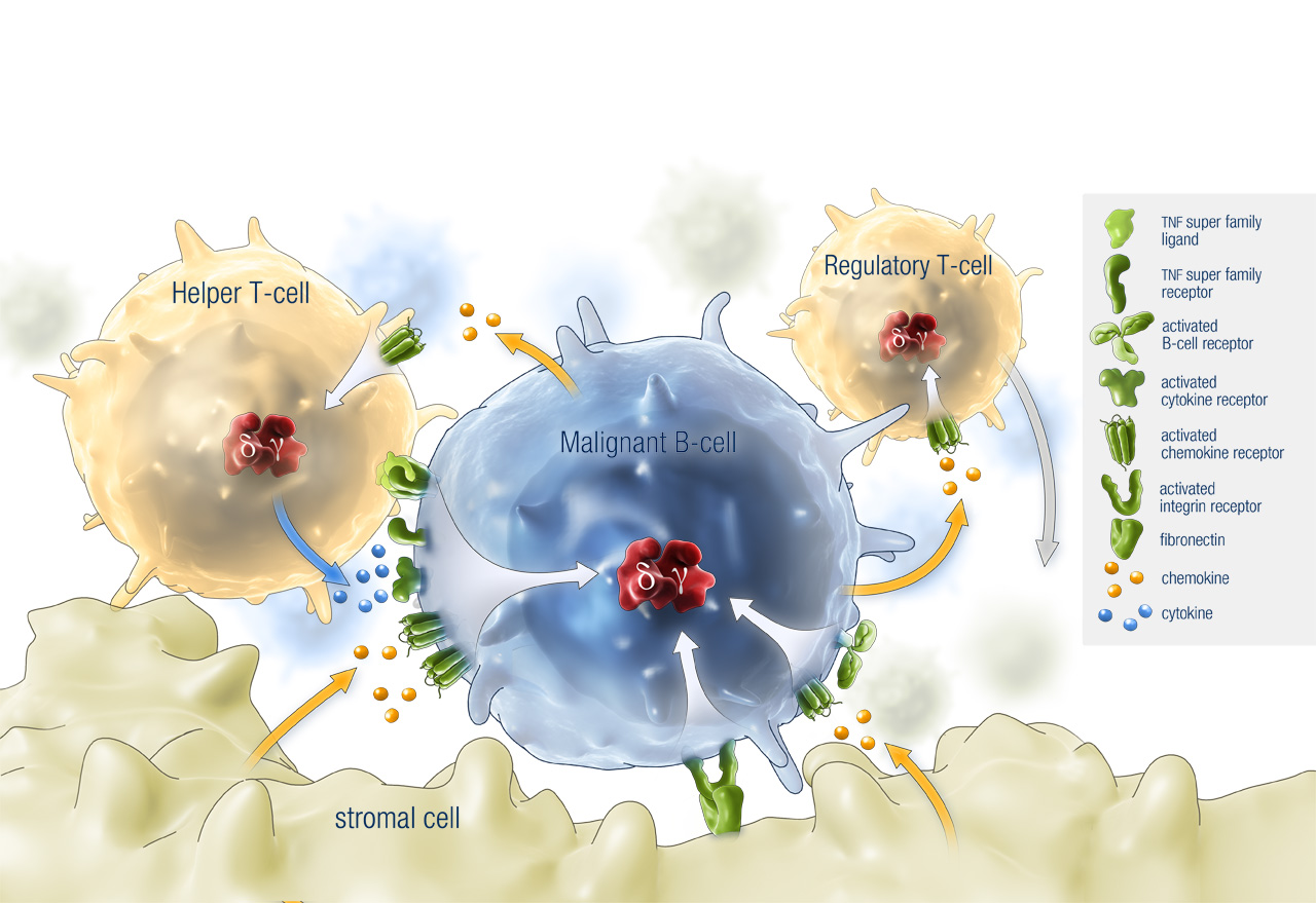 Malignant BCell microenvironment