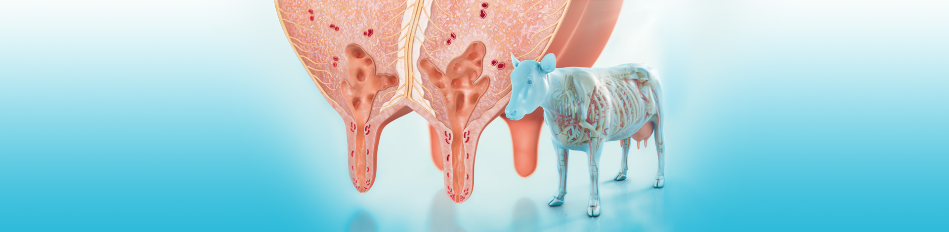 Slider Animal Health Marketing