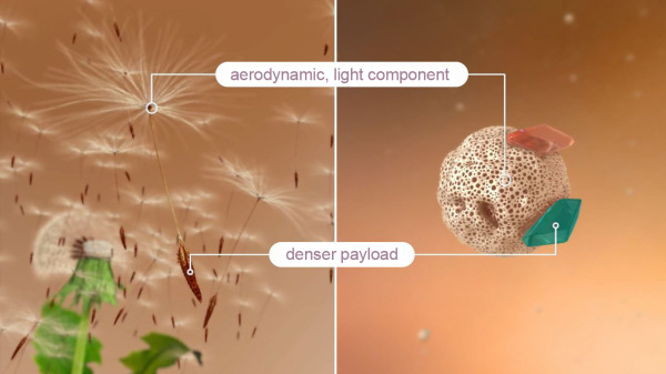 Dandelion seeds are used to illustrate how a relatively heavy cargo can be transported either via the air or via the respiratory airflow.